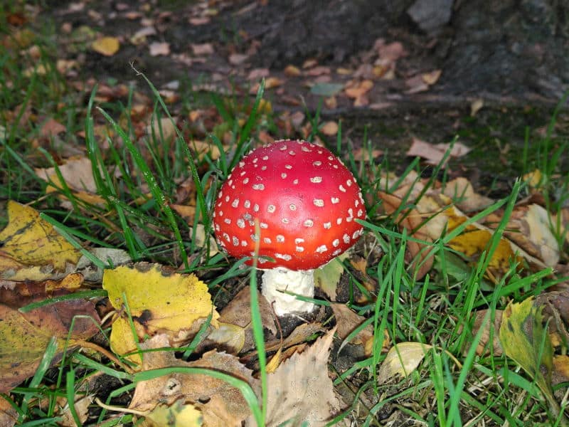 Qué hacer en Bremen en Otoño - Disfrutar de la naturaleza
