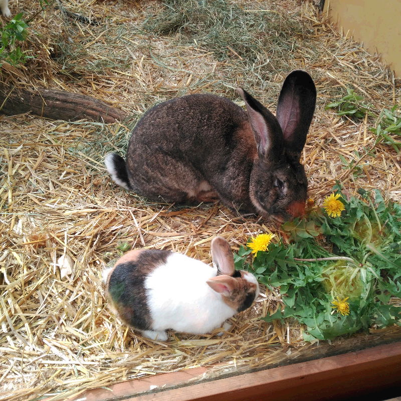 Botanika - Museo botánico de Bremen - Animales - Conejos y liebres
