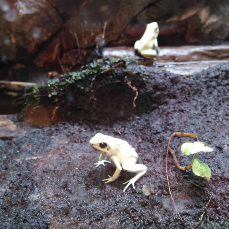 Botanika - Museo botánico de Bremen - Animales - Ranas