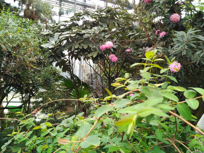 Botanika - Museo botánico de Bremen - Plantas tropicales