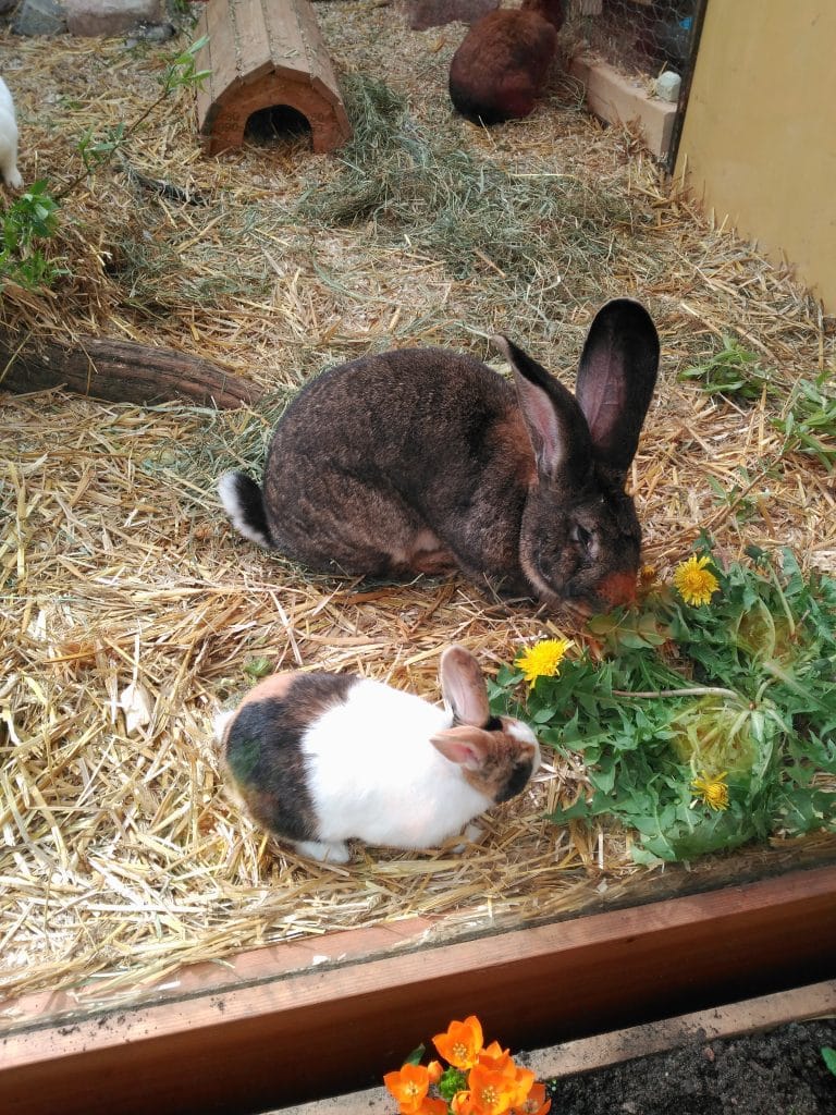 Podrás ver pequeños animales como conejos o liebres en Botanika en Bremen.