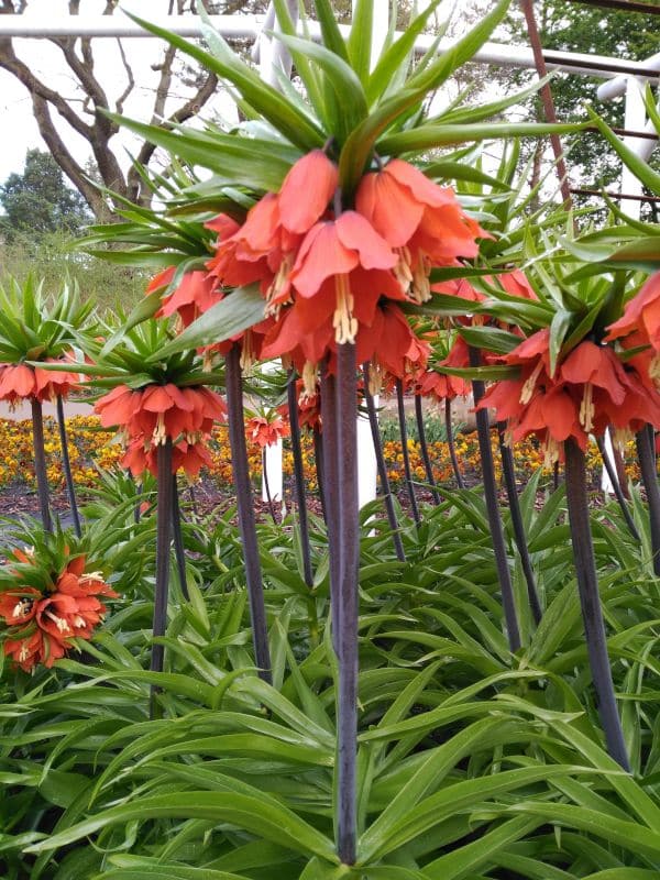 Espectaculares flores en el jardín botánico de Bremen - Botanika