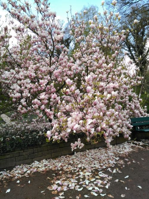 Disfruta de las flores de los árboles de los rododendros en los parques de Bremen en Primavera