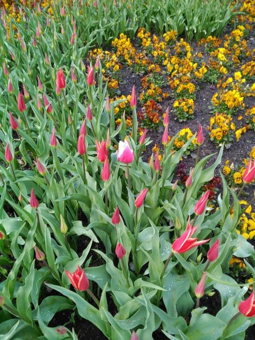 Rhododendron park en Bremen