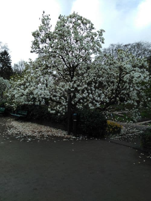 Flores de Rododendro en primavera en Bremen